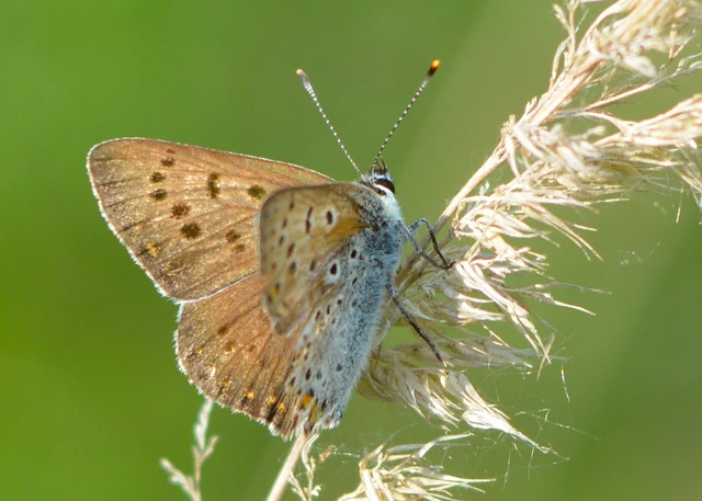Lycaena tityrus - barna tűzlepke