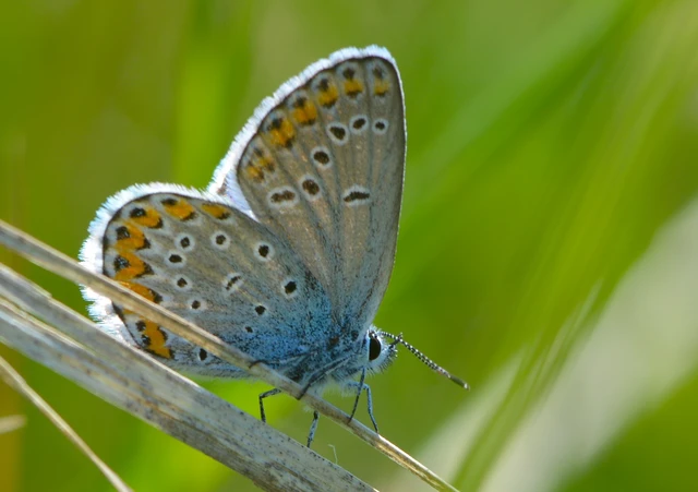 Plebejus argyrognomon - tintakék boglárka