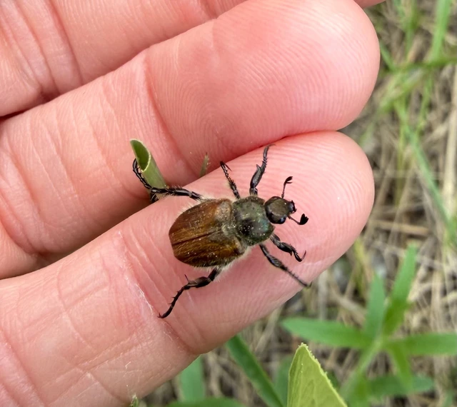 Chaetopteroplia segetum - rozsszipoly