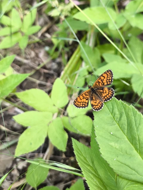 Melitaea athalia - közönséges tarkalepke