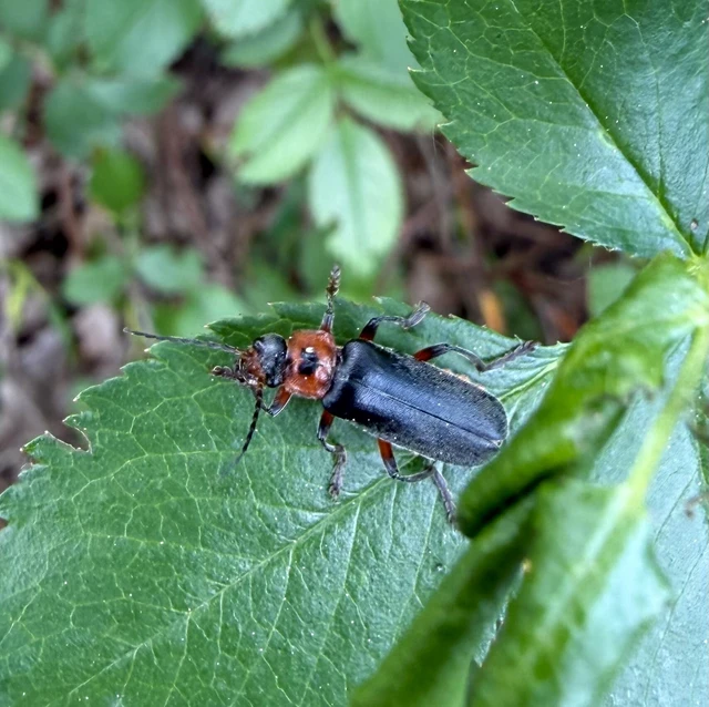 Cantharis rustica - suszterbogár