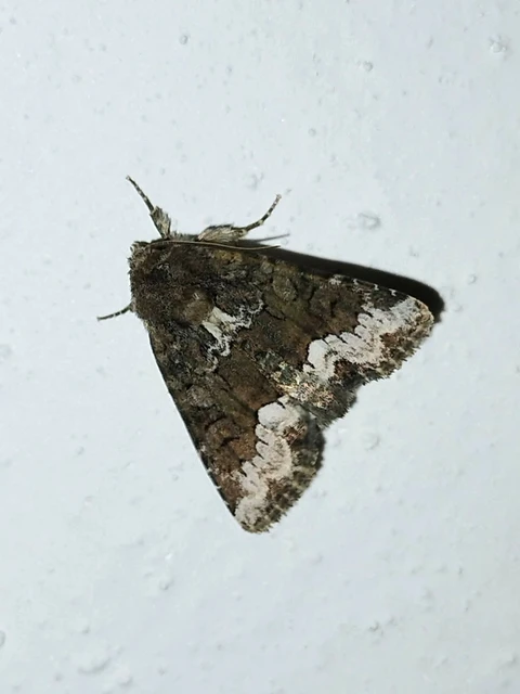 Oligia strigilis - kormos dudvabagoly