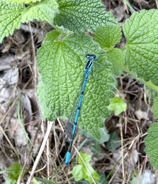 Coenagrion puella - azúrkék légivadász