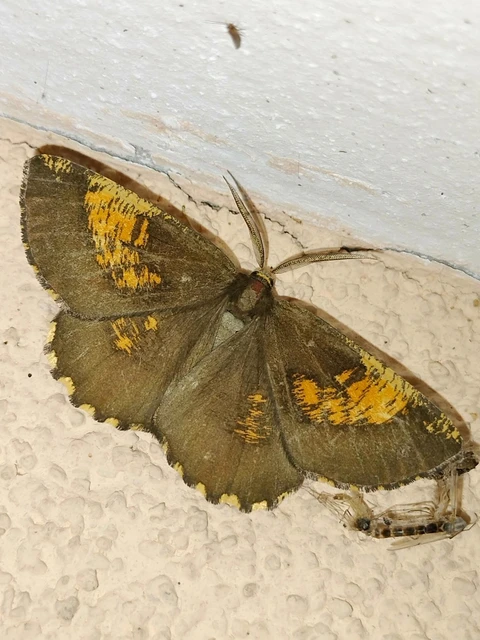 Angerona prunaria - sárga kökényaraszoló