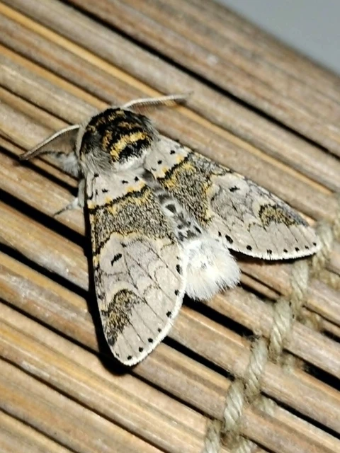 Furcula furcula - szürke púposszövő