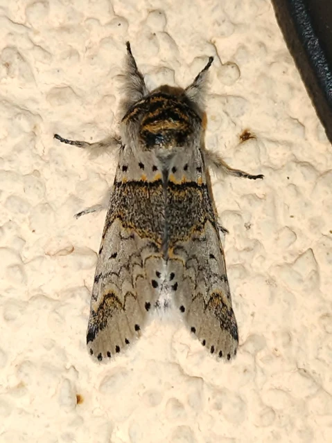 Furcula furcula - szürke púposszövő
