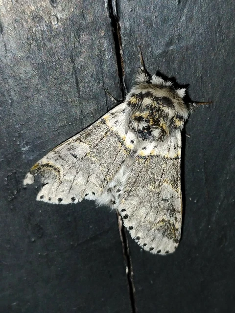 Furcula furcula - szürke púposszövő