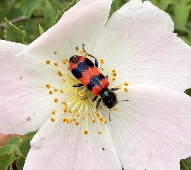 Trichodes apiarius - szalagos méhészbogár