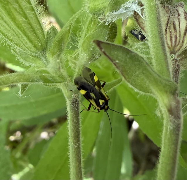 Grypocoris sexguttatus - hatpettyes díszpoloska Grypocoris sexguttatus - hatpettyes díszpoloska