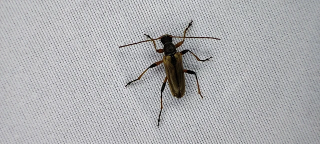 Cortodera humeralis - négyfoltos cserjecincér