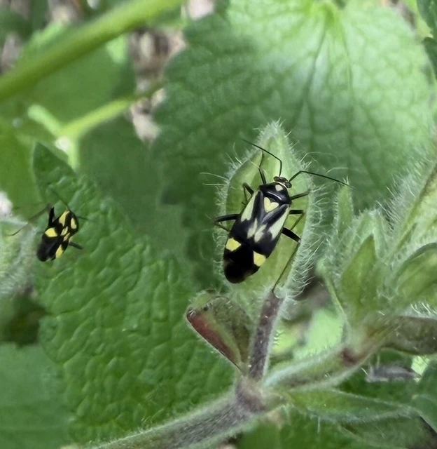 Grypocoris sexguttatus - hatpettyes díszpoloska Grypocoris sexguttatus - hatpettyes díszpoloska