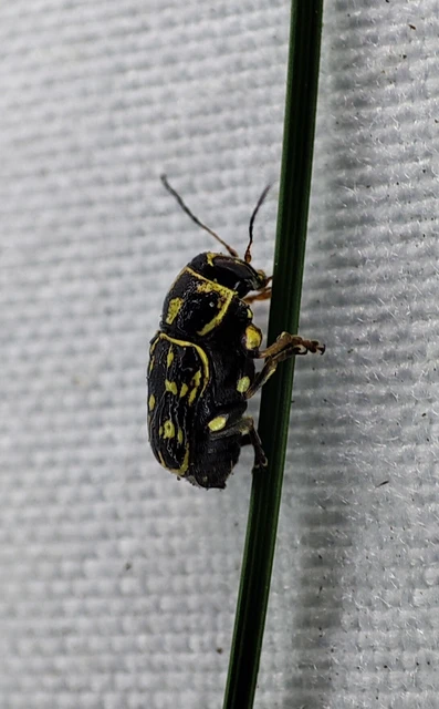Pachybrachis tesselatus - ragyáshátú tömzsibogár