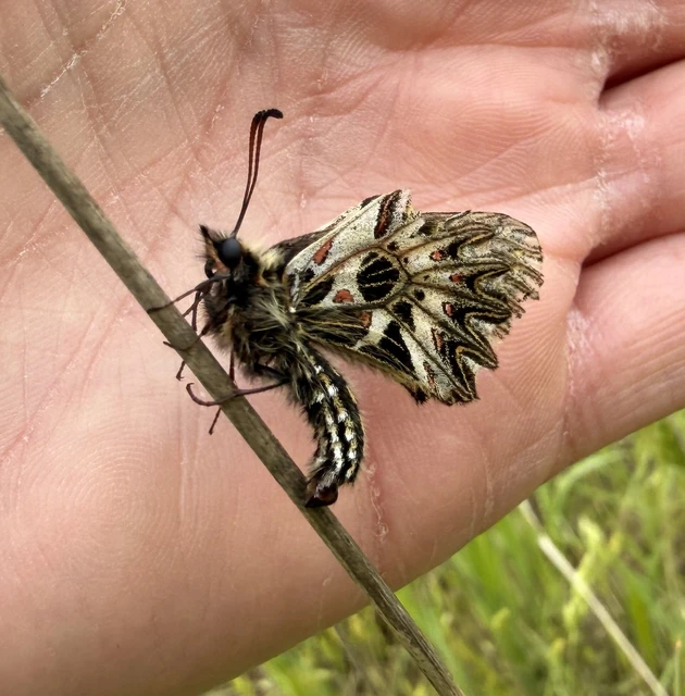 Zerynthia polyxena - farkasalmalepke