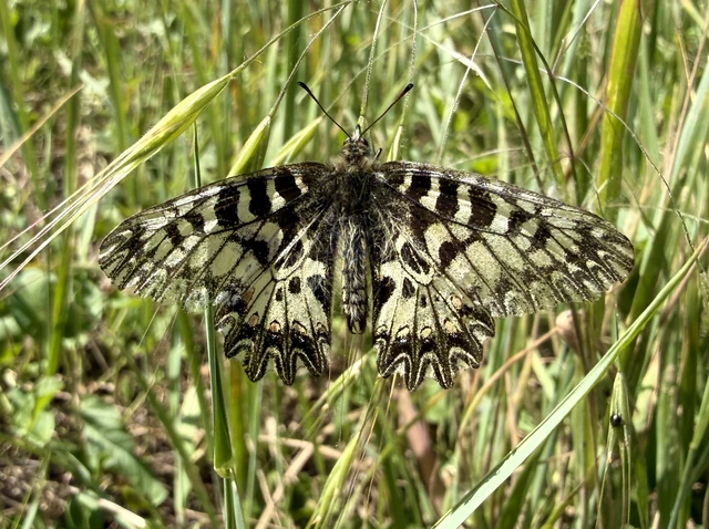 Zerynthia polyxena - farkasalmalepke