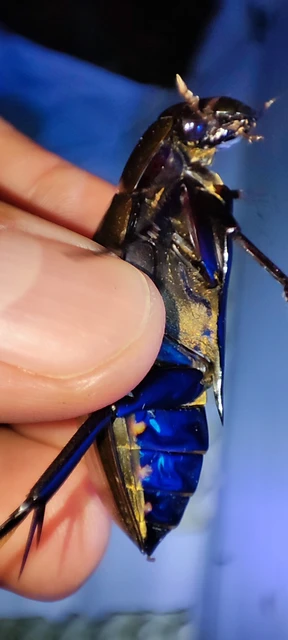 Hydrophilus