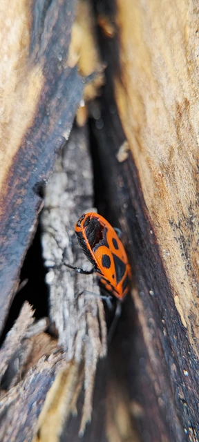 Pyrrhocoris apterus - verőköltő poloska