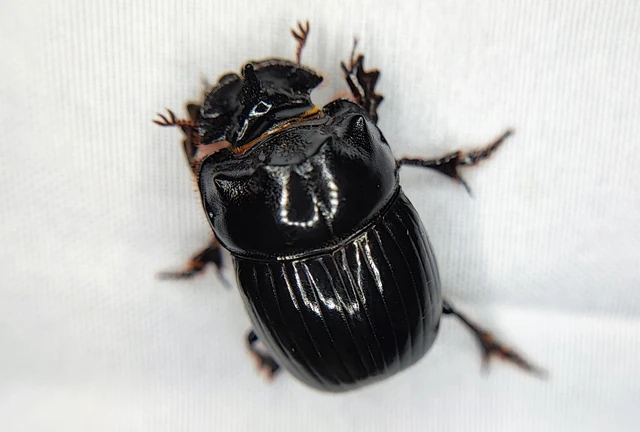 Copris lunaris - közönséges holdszarvú-ganéjtúró