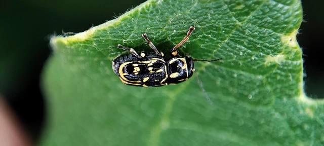 Pachybrachis tesselatus - ragyáshátú tömzsibogár
