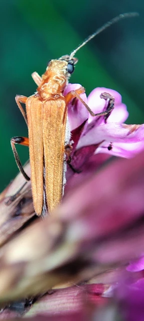 Oedemera podagrariae - székfű-álcincér