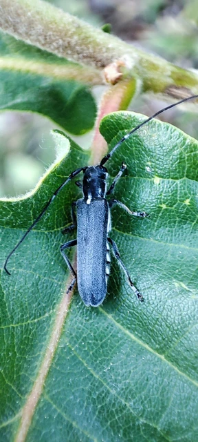 Stenostola ferrea - ólomszürke hársfacincér