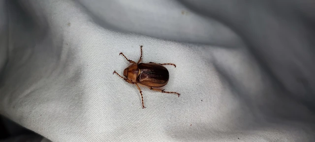 Rhizotrogus aestivus - tavaszvégi cserebogár