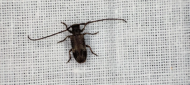 Exocentrus adspersus - tölgyfa-rőzsecincér