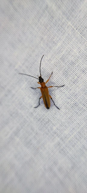 Oedemera podagrariae - székfű-álcincér