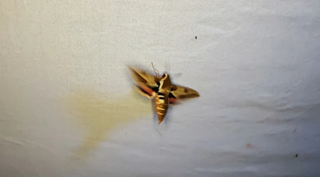 Hyles euphorbiae - kutyatejszender