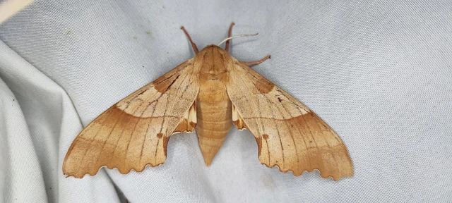 Marumba quercus - tölgyfaszender