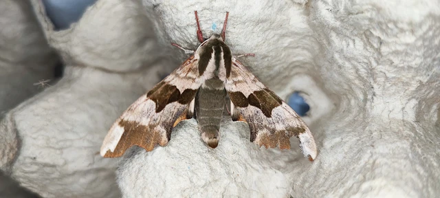 Mimas tiliae - hársfaszender