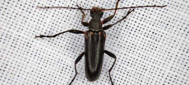 Cortodera humeralis - négyfoltos cserjecincér