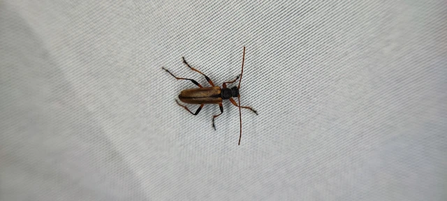 Cortodera humeralis - négyfoltos cserjecincér