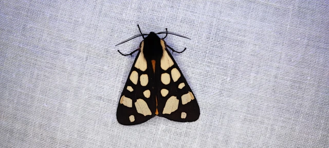 Arctia villica - fekete medvelepke
