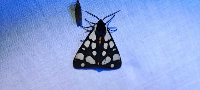 Arctia villica - fekete medvelepke