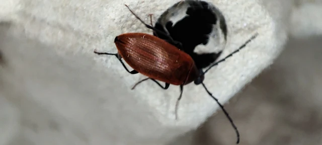 Pseudocistela ceramboides - narancssárga alkonybogár