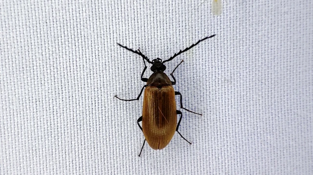 Pseudocistela ceramboides - narancssárga alkonybogár