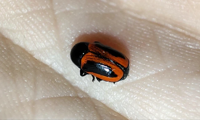 Cryptocephalus bipunctatus - kétpettyes zömökbogár
