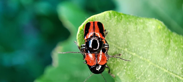 Cryptocephalus bipunctatus - kétpettyes zömökbogár