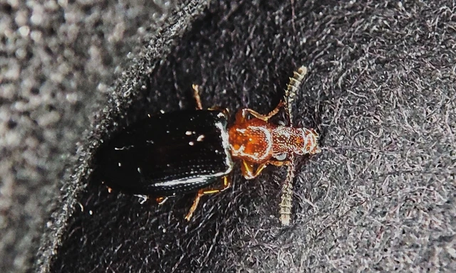 Vincenzellus ruficollis - kék álormányos