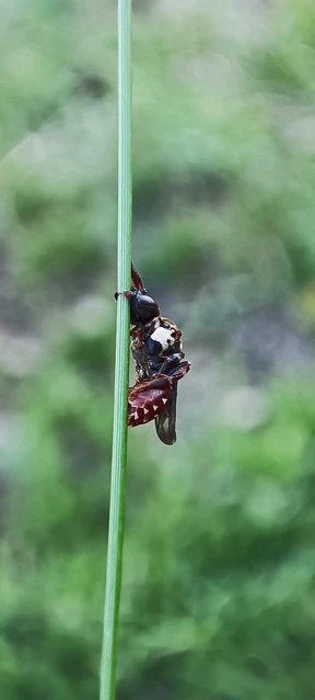 Apidae - méhfélék