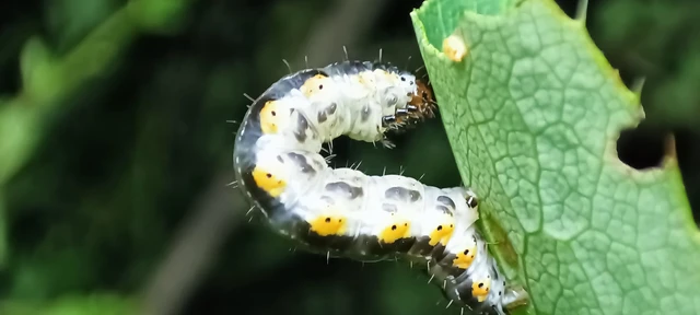 Hydria cervinalis - őzbarna araszoló