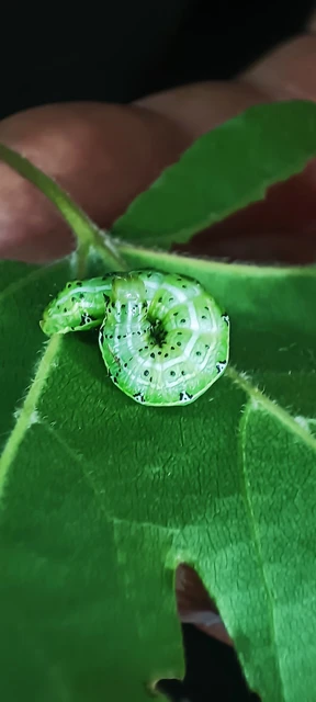 Cosmia affinis - barna lombbagoly
