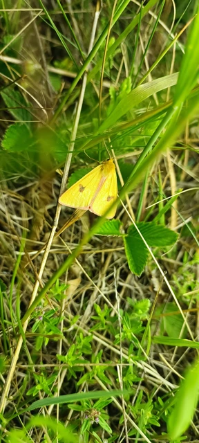 Diacrisia sannio - vörösszélű medvelepke