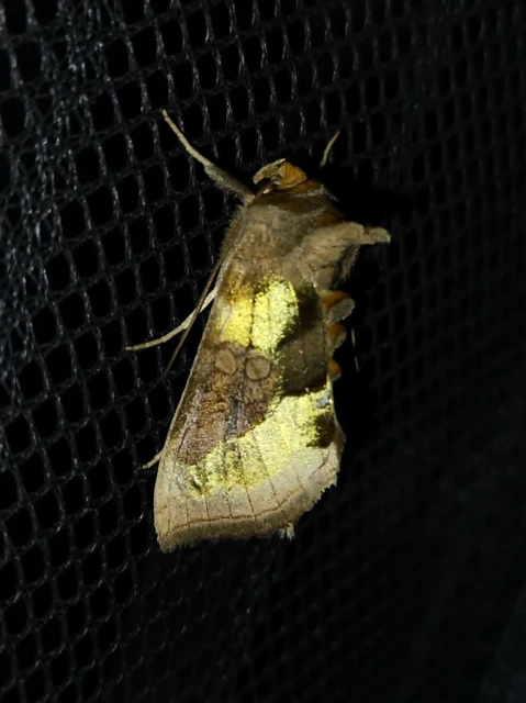 Diachrysia chrysitis - aranybagoly Diachrysia chrysitis - aranybagoly