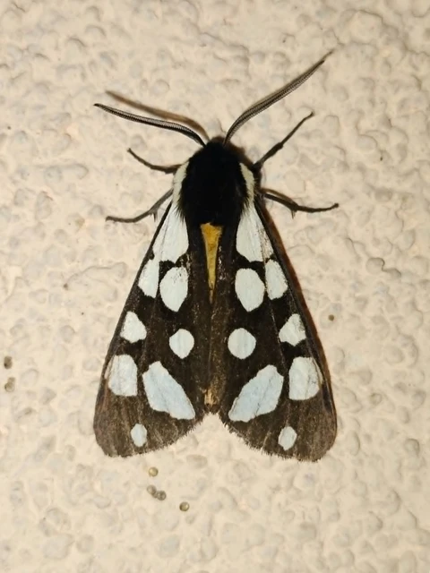 Arctia villica - fekete medvelepke