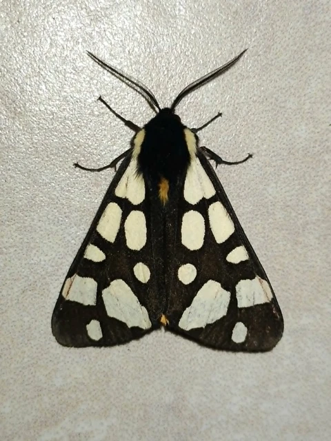 Arctia villica - fekete medvelepke