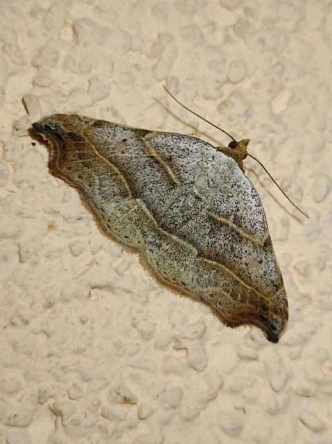 Laspeyria flexula - zuzmóbagoly