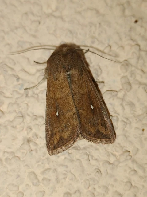 Mythimna albipuncta - fehérpettyes rétibagoly
