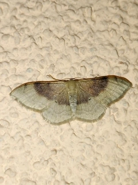 Idaea degeneraria - barnasávos araszoló
