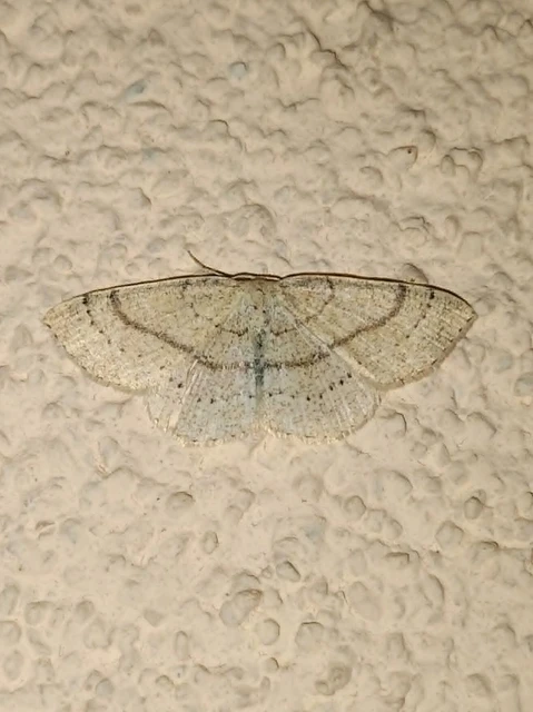 Cyclophora linearia - vonalas pettyesaraszoló